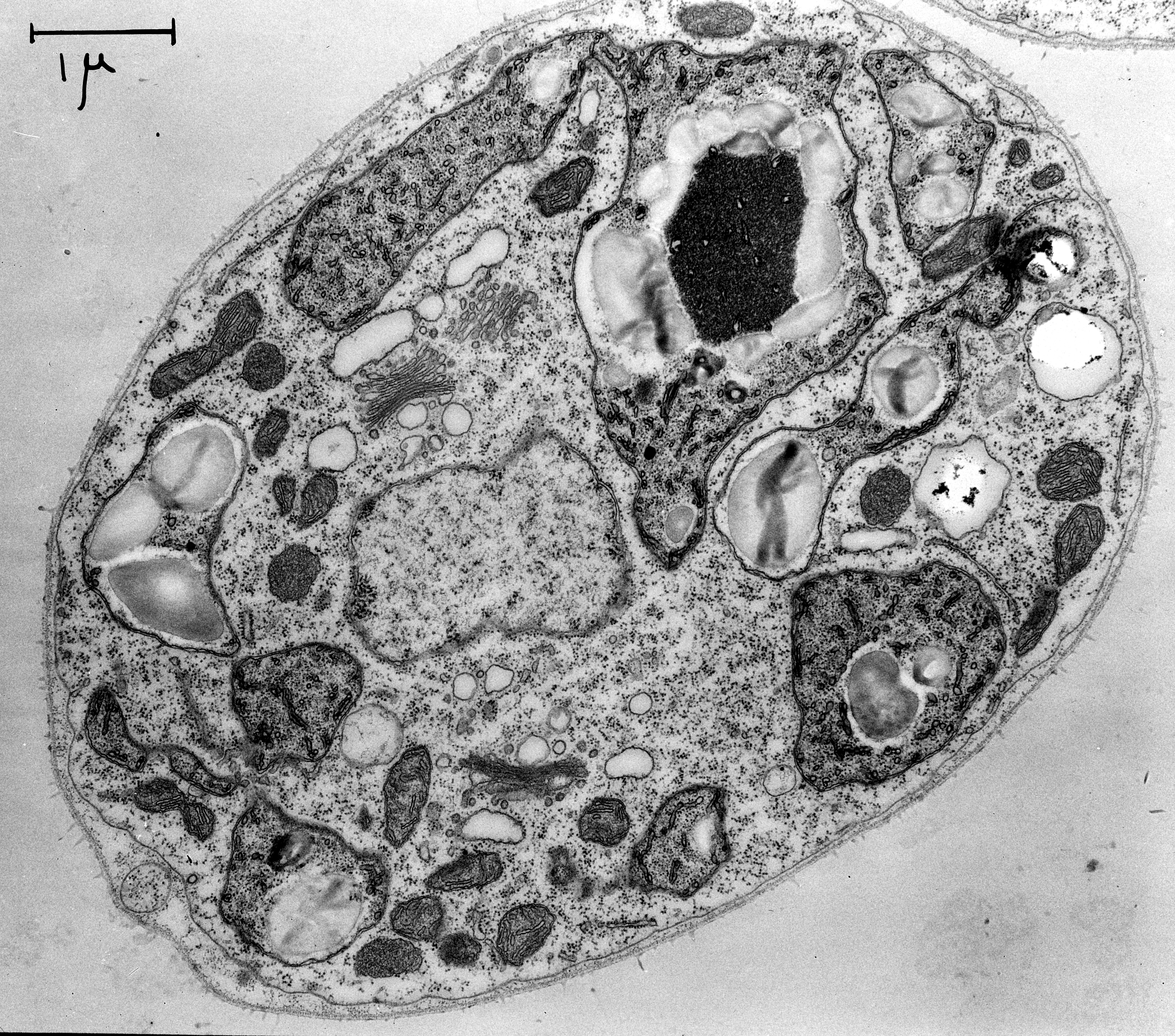 Эукариотическая клетка микрофотография