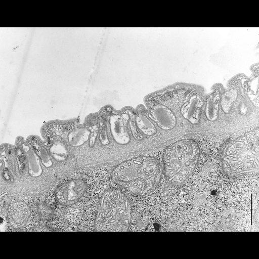  NCBI Organism:Didinium nasutum; Cell Types:cell by organism, eukaryotic cell, , ; Cell Components:cell cortex, cortical microtubule cytoskeleton, ; Biological process:cortical cytoskeleton organization, cortical microtubule organization, plasma membrane organization;