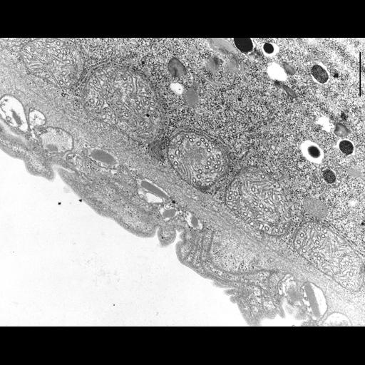  NCBI Organism:Didinium nasutum; Cell Types:cell by organism, eukaryotic cell, , ; Cell Components:cell cortex, cortical microtubule cytoskeleton, ; Biological process:cortical cytoskeleton organization, cortical microtubule organization, plasma membrane organization;