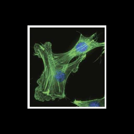  NCBI Organism:Mus musculus; Cell Types:early embryonic cell, fibroblast; Cell Components:actin cytoskeleton, nucleus;