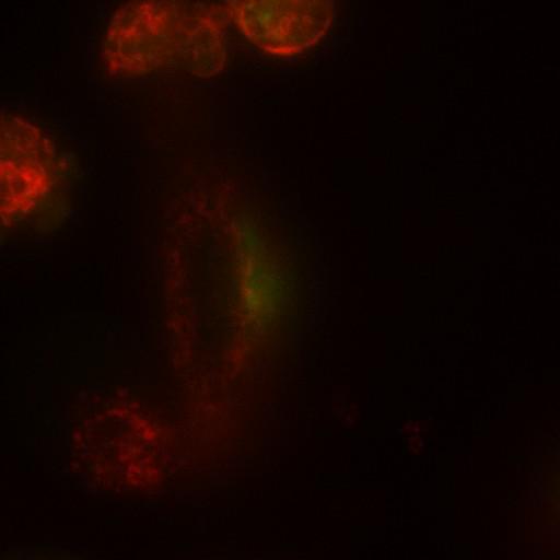  NCBI Organism:Homo sapiens; Cell Types:permanent cell line cell, epithelial cell; Cell Components:Golgi apparatus, endoplasmic reticulum; Biological process:Golgi organization