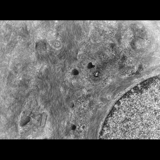  NCBI Organism:Rana catesbeiana; Cell Types:barrier epithelial cell Cell Components:intermediate filament cytoskeleton, plasma membrane; Biological process:intermediate filament cytoskeleton organization