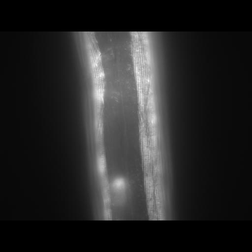  NCBI Organism:Caenorhabditis elegans; Cell Types:muscle cell Cell Components:actin filament Biological process:chronological cell aging