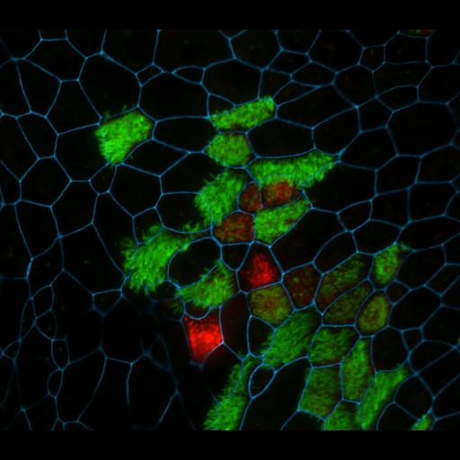  NCBI Organism:Mus musculus; Cell Types:tracheal epithelial cell Cell Components:cell-cell junction, microtubule basal body, ; Biological process:lung ciliated cell differentiation