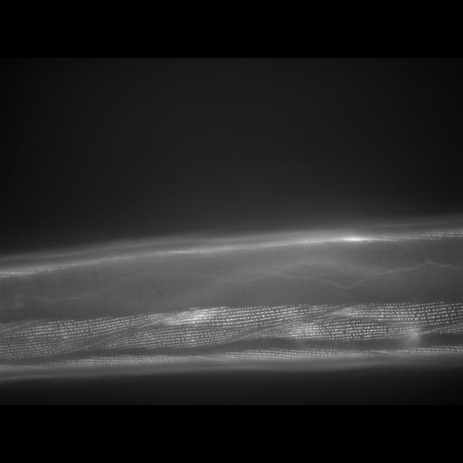  NCBI Organism:Caenorhabditis elegans; Cell Types:muscle cell Cell Components:actin filament Biological process:chronological cell aging