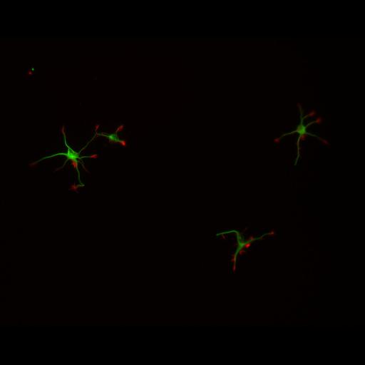  NCBI Organism:Rattus; Cell Types:multipolar neuron Cell Components:cytoskeleton, microtubule cytoskeleton, actin cytoskeleton, axon, dendrite, dendritic growth cone, axonal growth cone, lamellipodium, filopodium; Biological process:developmental process, dendrite development, establishment or maintenance of cell polarity;