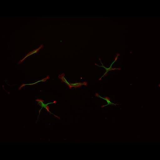  NCBI Organism:Rattus; Cell Types:multipolar neuron Cell Components:cytoskeleton, microtubule cytoskeleton, actin cytoskeleton, axon, dendrite, dendritic growth cone, axonal growth cone, lamellipodium, filopodium; Biological process:developmental process, dendrite development, establishment or maintenance of cell polarity;