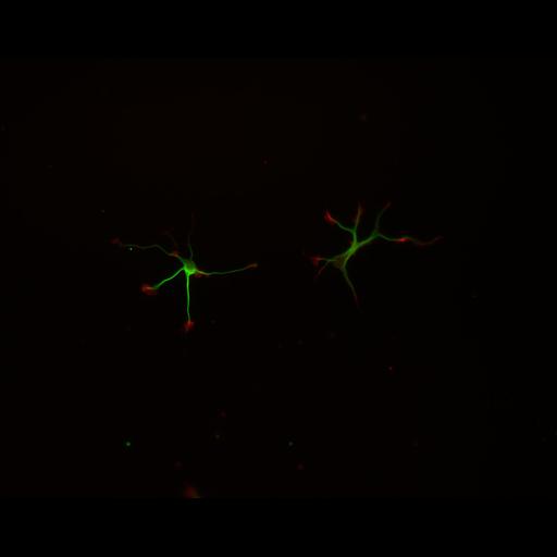  NCBI Organism:Rattus; Cell Types:multipolar neuron Cell Components:cytoskeleton, microtubule cytoskeleton, actin cytoskeleton, axon, dendrite, dendritic growth cone, axonal growth cone, lamellipodium, filopodium; Biological process:developmental process, dendrite development, establishment or maintenance of cell polarity;