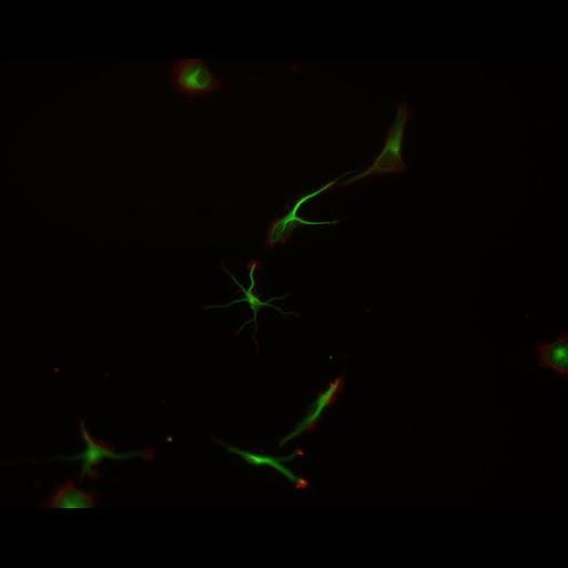  NCBI Organism:Rattus; Cell Types:multipolar neuron Cell Components:cytoskeleton, microtubule cytoskeleton, actin cytoskeleton, axon, dendrite, dendritic growth cone, axonal growth cone, lamellipodium, filopodium; Biological process:developmental process, dendrite development, establishment or maintenance of cell polarity;