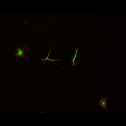  NCBI Organism:Rattus; Cell Types:multipolar neuron Cell Components:cytoskeleton, microtubule cytoskeleton, actin cytoskeleton, axon, dendrite, dendritic growth cone, axonal growth cone, lamellipodium, filopodium; Biological process:developmental process, dendrite development, establishment or maintenance of cell polarity;