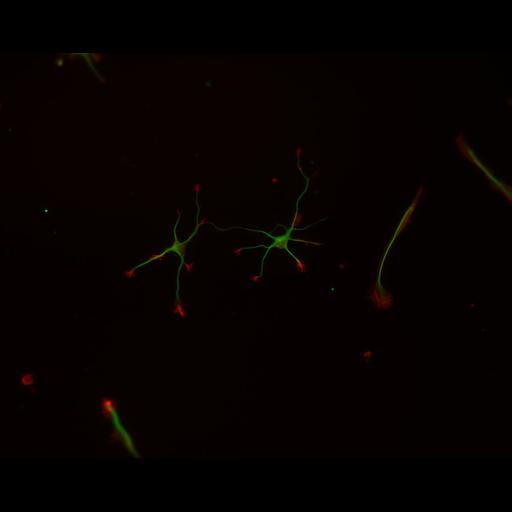  NCBI Organism:Rattus; Cell Types:multipolar neuron Cell Components:cytoskeleton, microtubule cytoskeleton, actin cytoskeleton, axon, dendrite, dendritic growth cone, axonal growth cone, lamellipodium, filopodium; Biological process:developmental process, dendrite development, establishment or maintenance of cell polarity;