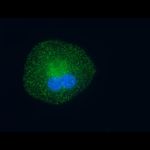  NCBI Organism:Homo sapiens; Cell Types:epithelial cell Cell Components:AP-2 adaptor complex, nucleus;