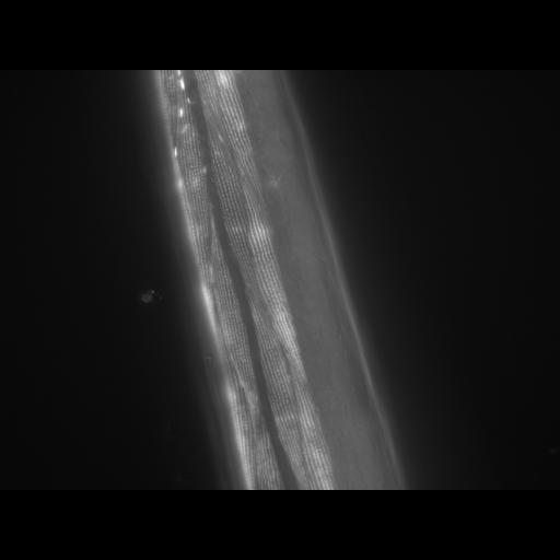  NCBI Organism:Caenorhabditis elegans; Cell Types:muscle cell Cell Components:actin filament Biological process:chronological cell aging