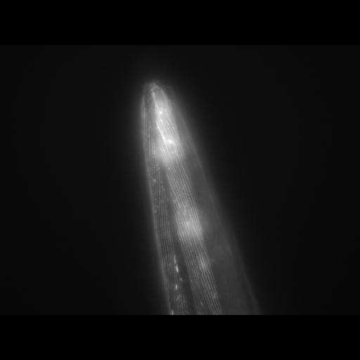  NCBI Organism:Caenorhabditis elegans; Cell Types:muscle cell Cell Components:actin filament Biological process:chronological cell aging