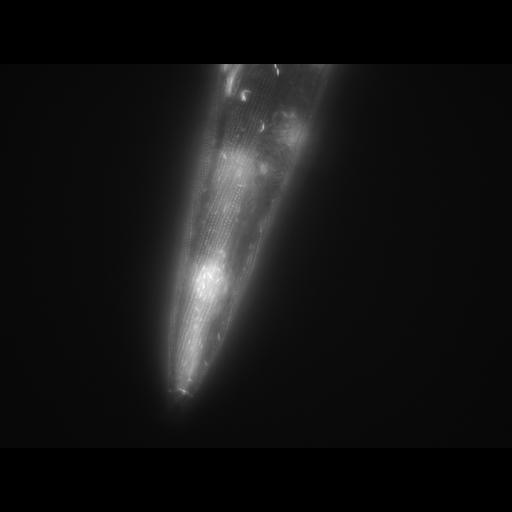  NCBI Organism:Caenorhabditis elegans; Cell Types:muscle cell Cell Components:actin filament Biological process:chronological cell aging