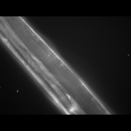  NCBI Organism:Caenorhabditis elegans; Cell Types:muscle cell Cell Components:actin filament Biological process:chronological cell aging