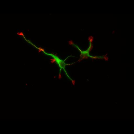  NCBI Organism:Rattus; Cell Types:multipolar neuron Cell Components:cytoskeleton, microtubule cytoskeleton, actin cytoskeleton, axon, dendrite, dendritic growth cone, axonal growth cone, lamellipodium, filopodium; Biological process:developmental process, dendrite development, establishment or maintenance of cell polarity;