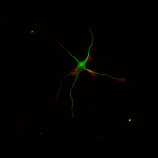  NCBI Organism:Rattus; Cell Types:multipolar neuron Cell Components:cytoskeleton, microtubule cytoskeleton, actin cytoskeleton, axon, dendrite, dendritic growth cone, axonal growth cone, lamellipodium, filopodium; Biological process:developmental process, dendrite development, establishment or maintenance of cell polarity;