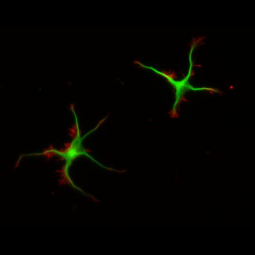  NCBI Organism:Rattus; Cell Types:multipolar neuron Cell Components:cytoskeleton, microtubule cytoskeleton, actin cytoskeleton, axon, dendrite, dendritic growth cone, axonal growth cone, lamellipodium, filopodium; Biological process:developmental process, dendrite development, establishment or maintenance of cell polarity;