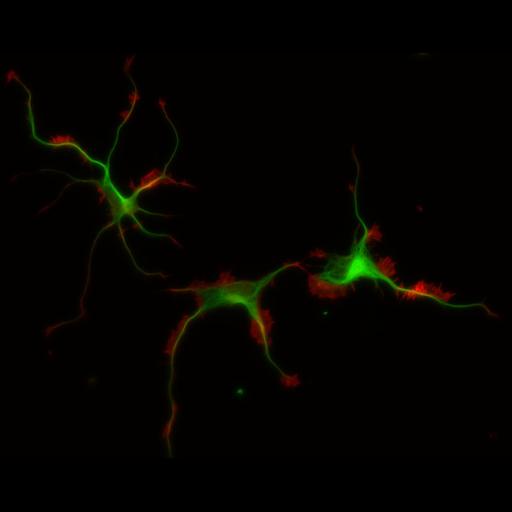  NCBI Organism:Rattus; Cell Types:multipolar neuron Cell Components:cytoskeleton, microtubule cytoskeleton, actin cytoskeleton, axon, dendrite, dendritic growth cone, axonal growth cone, lamellipodium, filopodium; Biological process:developmental process, dendrite development, establishment or maintenance of cell polarity;