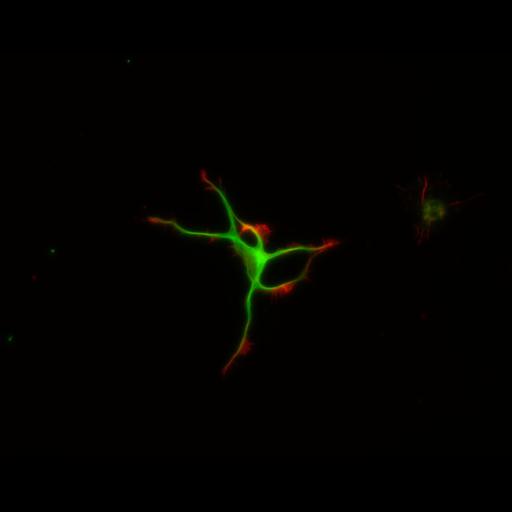  NCBI Organism:Rattus; Cell Types:multipolar neuron Cell Components:cytoskeleton, microtubule cytoskeleton, actin cytoskeleton, axon, dendrite, dendritic growth cone, axonal growth cone, lamellipodium, filopodium; Biological process:developmental process, dendrite development, establishment or maintenance of cell polarity;