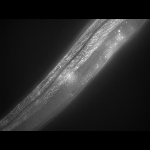  NCBI Organism:Caenorhabditis elegans; Cell Types:muscle cell Cell Components:actin filament Biological process:chronological cell aging