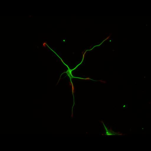  NCBI Organism:Rattus; Cell Types:multipolar neuron Cell Components:cytoskeleton, microtubule cytoskeleton, actin cytoskeleton, axon, dendrite, dendritic growth cone, axonal growth cone, lamellipodium, filopodium; Biological process:developmental process, dendrite development, establishment or maintenance of cell polarity;