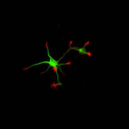  NCBI Organism:Rattus; Cell Types:multipolar neuron Cell Components:cytoskeleton, microtubule cytoskeleton, actin cytoskeleton, axon, dendrite, dendritic growth cone, axonal growth cone, lamellipodium, filopodium; Biological process:developmental process, dendrite development, establishment or maintenance of cell polarity;