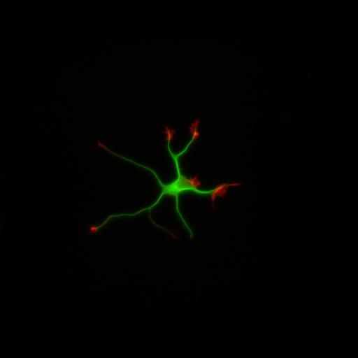  NCBI Organism:Rattus; Cell Types:multipolar neuron Cell Components:cytoskeleton, microtubule cytoskeleton, actin cytoskeleton, axon, dendrite, dendritic growth cone, axonal growth cone, lamellipodium, filopodium; Biological process:developmental process, dendrite development, establishment or maintenance of cell polarity;