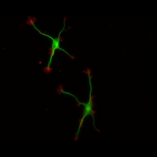  NCBI Organism:Rattus; Cell Types:multipolar neuron Cell Components:cytoskeleton, microtubule cytoskeleton, actin cytoskeleton, axon, dendrite, dendritic growth cone, axonal growth cone, lamellipodium, filopodium; Biological process:developmental process, dendrite development, establishment or maintenance of cell polarity;