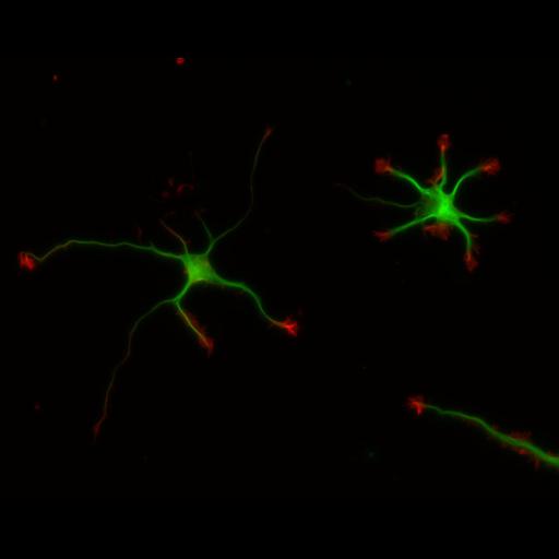  NCBI Organism:Rattus; Cell Types:multipolar neuron Cell Components:cytoskeleton, microtubule cytoskeleton, actin cytoskeleton, axon, dendrite, dendritic growth cone, axonal growth cone, lamellipodium, filopodium; Biological process:developmental process, dendrite development, establishment or maintenance of cell polarity;