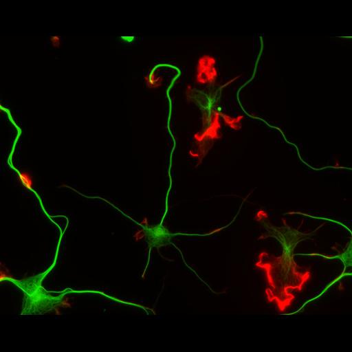  NCBI Organism:Rattus; Cell Types:multipolar neuron Cell Components:cytoskeleton, microtubule cytoskeleton, actin cytoskeleton, axon, dendrite, dendritic growth cone, axonal growth cone, lamellipodium, filopodium; Biological process:developmental process, dendrite development, establishment or maintenance of cell polarity;