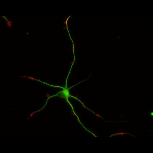  NCBI Organism:Rattus; Cell Types:multipolar neuron Cell Components:cytoskeleton, microtubule cytoskeleton, actin cytoskeleton, axon, dendrite, dendritic growth cone, axonal growth cone, lamellipodium, filopodium; Biological process:developmental process, dendrite development, establishment or maintenance of cell polarity;