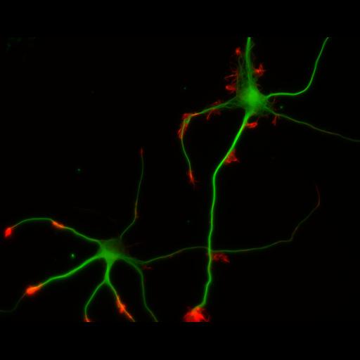  NCBI Organism:Rattus; Cell Types:multipolar neuron Cell Components:cytoskeleton, microtubule cytoskeleton, actin cytoskeleton, axon, dendrite, dendritic growth cone, axonal growth cone, lamellipodium, filopodium; Biological process:developmental process, dendrite development, establishment or maintenance of cell polarity;