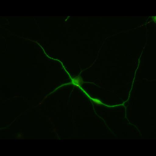  NCBI Organism:Rattus; Cell Types:multipolar neuron Cell Components:dendrite, microtubule cytoskeleton, synapse part; Biological process:cellular developmental process, dendrite development, establishment or maintenance of cell polarity, synapse assembly, protein localization to synapse;