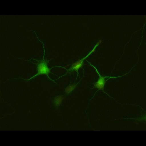  NCBI Organism:Rattus; Cell Types:multipolar neuron Cell Components:dendrite, microtubule cytoskeleton, synapse part; Biological process:cellular developmental process, dendrite development, establishment or maintenance of cell polarity, synapse assembly, protein localization to synapse;