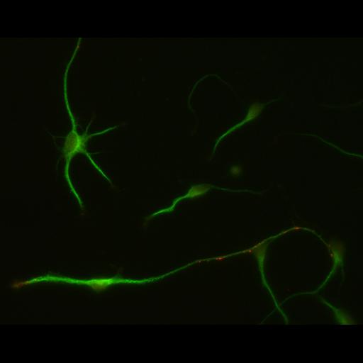  NCBI Organism:Rattus; Cell Types:multipolar neuron Cell Components:dendrite, microtubule cytoskeleton, synapse part; Biological process:cellular developmental process, dendrite development, establishment or maintenance of cell polarity, synapse assembly, protein localization to synapse;