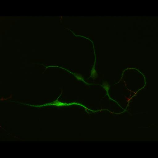  NCBI Organism:Rattus; Cell Types:multipolar neuron Cell Components:dendrite, microtubule cytoskeleton, synapse part; Biological process:cellular developmental process, dendrite development, establishment or maintenance of cell polarity, synapse assembly, protein localization to synapse;