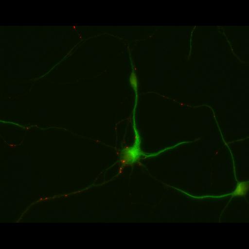  NCBI Organism:Rattus; Cell Types:multipolar neuron Cell Components:dendrite, microtubule cytoskeleton, synapse part; Biological process:cellular developmental process, dendrite development, establishment or maintenance of cell polarity, synapse assembly, protein localization to synapse;