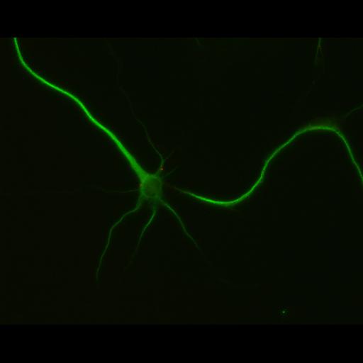  NCBI Organism:Rattus; Cell Types:multipolar neuron Cell Components:dendrite, microtubule cytoskeleton, synapse part; Biological process:cellular developmental process, dendrite development, establishment or maintenance of cell polarity, synapse assembly, protein localization to synapse;