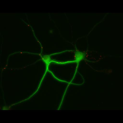  NCBI Organism:Rattus; Cell Types:multipolar neuron Cell Components:dendrite, microtubule cytoskeleton, synapse part; Biological process:cellular developmental process, dendrite development, establishment or maintenance of cell polarity, synapse assembly, protein localization to synapse;