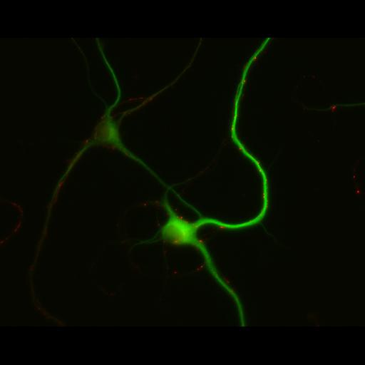  NCBI Organism:Rattus; Cell Types:multipolar neuron Cell Components:dendrite, microtubule cytoskeleton, synapse part; Biological process:cellular developmental process, dendrite development, establishment or maintenance of cell polarity, synapse assembly, protein localization to synapse;