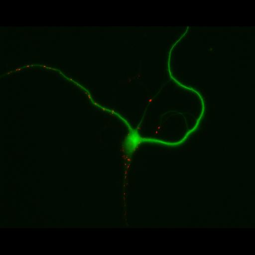  NCBI Organism:Rattus; Cell Types:multipolar neuron Cell Components:dendrite, microtubule cytoskeleton, synapse part; Biological process:cellular developmental process, dendrite development, establishment or maintenance of cell polarity, synapse assembly, protein localization to synapse;