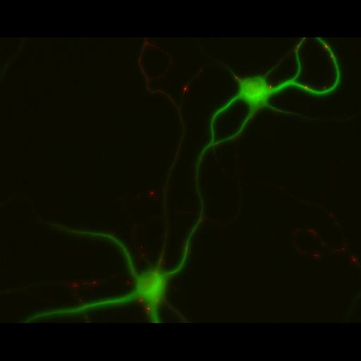  NCBI Organism:Rattus; Cell Types:multipolar neuron Cell Components:dendrite, microtubule cytoskeleton, synapse part; Biological process:cellular developmental process, dendrite development, establishment or maintenance of cell polarity, synapse assembly, protein localization to synapse;