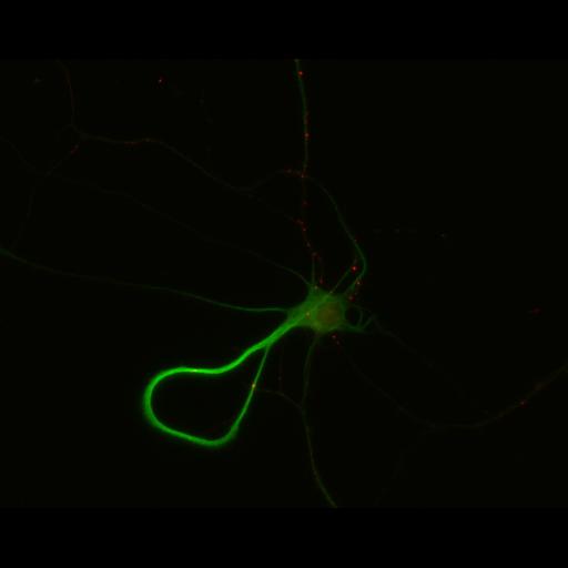  NCBI Organism:Rattus; Cell Types:multipolar neuron Cell Components:dendrite, microtubule cytoskeleton, synapse part; Biological process:cellular developmental process, dendrite development, establishment or maintenance of cell polarity, synapse assembly, protein localization to synapse;