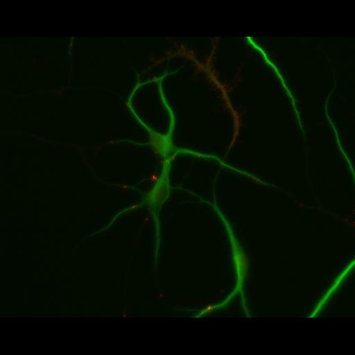  NCBI Organism:Rattus; Cell Types:multipolar neuron Cell Components:dendrite, microtubule cytoskeleton, synapse part; Biological process:cellular developmental process, dendrite development, establishment or maintenance of cell polarity, synapse assembly, protein localization to synapse;