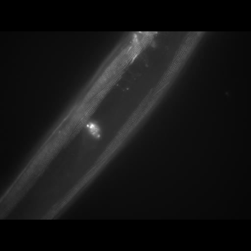  NCBI Organism:Caenorhabditis elegans; Cell Types:muscle cell Cell Components:actin filament Biological process:chronological cell aging