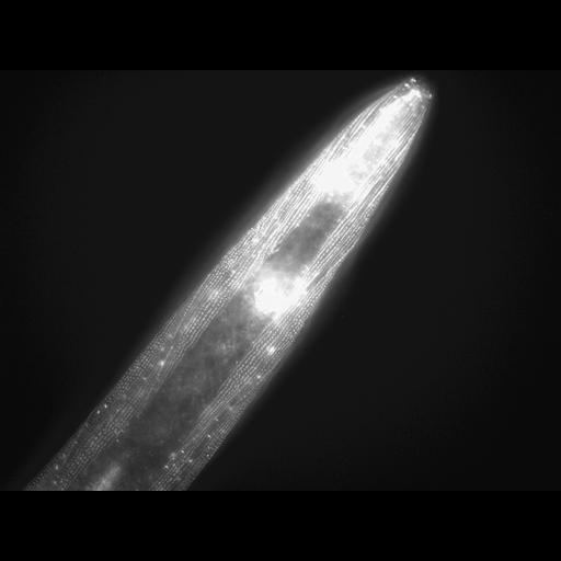  NCBI Organism:Caenorhabditis elegans; Cell Types:muscle cell Cell Components:actin filament Biological process:chronological cell aging