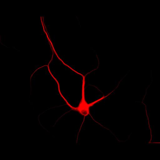  NCBI Organism:Rattus; Cell Types:multipolar neuron Cell Components:dendrite, microtubule cytoskeleton, synapse part; Biological process:cellular developmental process, dendrite development, establishment or maintenance of cell polarity, synapse assembly, protein localization to synapse;