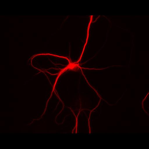  NCBI Organism:Rattus; Cell Types:multipolar neuron Cell Components:dendrite, microtubule cytoskeleton, synapse part; Biological process:cellular developmental process, dendrite development, establishment or maintenance of cell polarity, synapse assembly, protein localization to synapse;